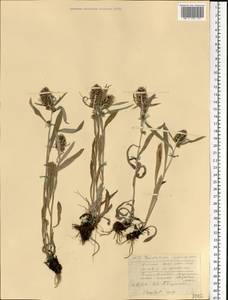 Omalotheca norvegica (Gunnerus) Sch. Bip. & F. W. Schultz, Eastern Europe, Northern region (E1) (Russia)