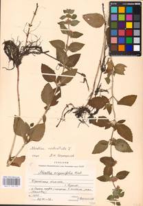MHA 0 158 495, Mentha × verticillata L., Eastern Europe, Belarus (E3a) (Belarus)
