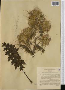 Carduus cephalanthus Viv., Western Europe (EUR) (Italy)