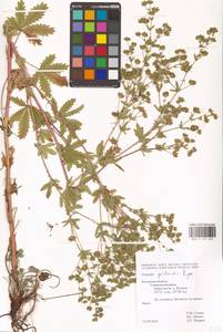 Potentilla thuringiaca Bernh. ex Link, Eastern Europe, Central region (E4) (Russia)