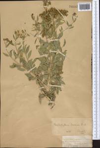 Haplophyllum acutifolium (DC.) G. Don, Middle Asia, Dzungarian Alatau & Tarbagatai (M5) (Kazakhstan)