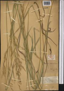 Bromus inermis Leyss., Middle Asia, Dzungarian Alatau & Tarbagatai (M5) (Kazakhstan)