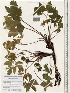 Ligusticum scoticum L., Eastern Europe, Northern region (E1) (Russia)