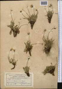 Crepis oreades Schrenk, Middle Asia, Western Tian Shan & Karatau (M3)