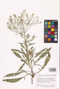 Lepidium coronopifolium Fisch., Eastern Europe, Lower Volga region (E9) (Russia)