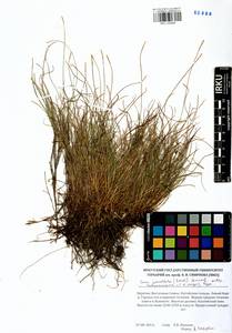 Carex parallela subsp. redowskiana (C.A.Mey.) T.V.Egorova, Siberia, Baikal & Transbaikal region (S4) (Russia)