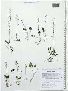 Thalictrum alpinum L., Eastern Europe, Northern region (E1) (Russia)