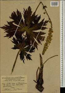 Aconitum orientale Mill., Caucasus, South Ossetia (K4b) (South Ossetia)