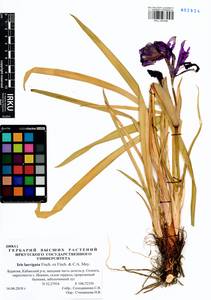Iris laevigata Fisch., Siberia, Baikal & Transbaikal region (S4) (Russia)