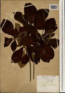 Chloranthus, South Asia, South Asia (Asia outside ex-Soviet states and Mongolia) (ASIA) (Japan)