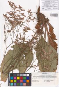 Limonium meyeri (Boiss.) Kuntze, Eastern Europe, Lower Volga region (E9) (Russia)