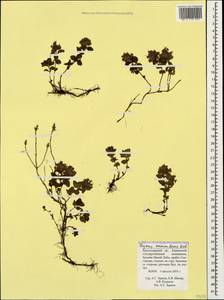 Thymus nummularius M.Bieb., Caucasus, Krasnodar Krai & Adygea (K1a) (Russia)