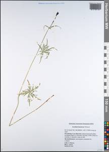 Aconitum delphinifolium subsp. kuzenevae (Vorosch.) Vorosch., Siberia, Yakutia (S5) (Russia)