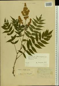 Sorbaria sorbifolia (L.) A. Braun, Eastern Europe, Moscow region (E4a) (Russia)