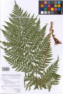 Dryopteris expansa (C. Presl) Fraser-Jenk. & Jermy, Eastern Europe, Central region (E4) (Russia)