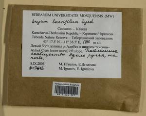 Rosulabryum moravicum (Podp.) Ochyra & Stebel, Bryophytes, Bryophytes - North Caucasus & Ciscaucasia (B12) (Russia)