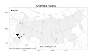 Artemisia nutans Willd., Atlas of the Russian Flora (FLORUS) (Russia)