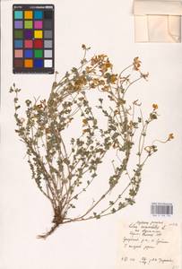 Lotus corniculatus L., Eastern Europe, Northern region (E1) (Russia)