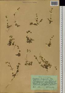 Cerastium bialynickii A. Tolm., Siberia, Central Siberia (S3) (Russia)