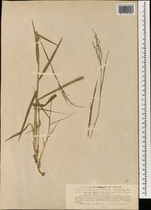 Panicum repens L., South Asia, South Asia (Asia outside ex-Soviet states and Mongolia) (ASIA) (Philippines)