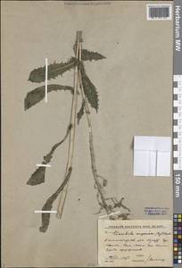 Lactuca soongarica Regel, Middle Asia, Western Tian Shan & Karatau (M3) (Kyrgyzstan)