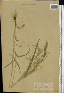 Apera spica-venti (L.) P.Beauv., Eastern Europe, Central forest-and-steppe region (E6) (Russia)