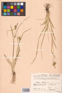 Carex flava L., Eastern Europe, Northern region (E1) (Russia)