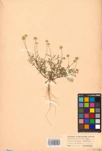 Tripleurospermum parviflorum (Willd.) Pobed., Eastern Europe, Lower Volga region (E9) (Russia)
