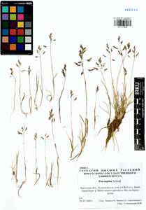 Poa supina Schrad., Siberia, Baikal & Transbaikal region (S4) (Russia)