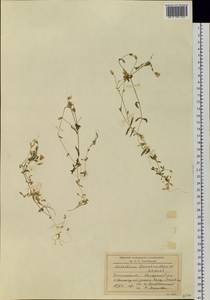 Cerastium furcatum Cham. & Schltdl., Siberia, Baikal & Transbaikal region (S4) (Russia)