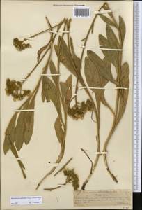 Pilosella echioides subsp. proceriformis (Nägeli & Peter) S. Bräut. & Greuter, Middle Asia, Northern & Central Tian Shan (M4) (Kazakhstan)