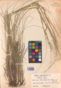 Stipa capillata L., Eastern Europe (no precise locality) (E0)