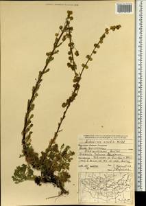 Artemisia viridis Willd., Mongolia (MONG) (Mongolia)