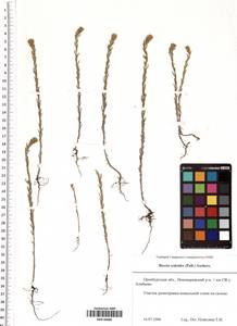 Sedobassia sedoides (Pall.) Freitag & G. Kadereit, Eastern Europe, Eastern region (E10) (Russia)