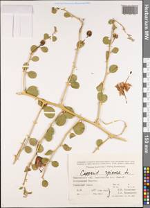Capparis spinosa, Middle Asia, Western Tian Shan & Karatau (M3) (Kazakhstan)