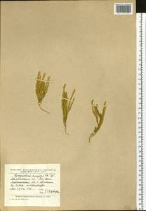 Spinulum annotinum subsp. dubium (Zoëga) J.H.Xue, Chepinoga & K.P.Ma, Siberia, Chukotka & Kamchatka (S7) (Russia)