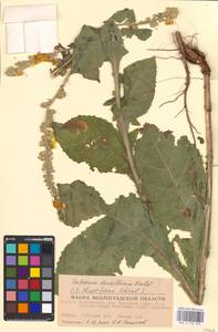 MHA 0 158 848, Verbascum densiflorum Bertol., Eastern Europe, Lower Volga region (E9) (Russia)