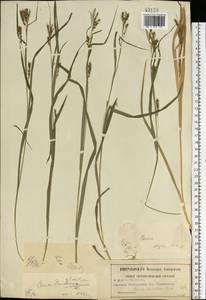 Carex sylvatica Huds., Eastern Europe, Moscow region (E4a) (Russia)