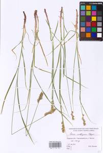 Carex spicata subsp. spicata, Eastern Europe, North-Western region (E2) (Russia)