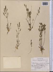 Gentianella propinqua, America (AMER) (United States)