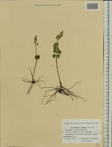 Botrychium lunaria (L.) Sw., Eastern Europe, Middle Volga region (E8) (Russia)