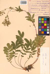 Potentilla tanacetifolia Willd. ex D. F. K. Schltdl., Siberia, Russian Far East (S6) (Russia)