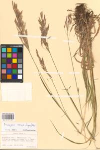 Bromus inermis Leyss., Eastern Europe, North Ukrainian region (E11) (Ukraine)