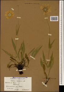 Lomelosia caucasica (M. Bieb.) Greuter & Burdet, Caucasus, Armenia (K5) (Armenia)