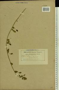 Medicago lupulina L., Eastern Europe, Belarus (E3a) (Belarus)