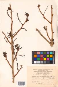 Populus nigra L., Eastern Europe, Eastern region (E10) (Russia)