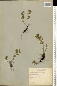 Potentilla erecta (L.) Raeusch., Eastern Europe, Moscow region (E4a) (Russia)