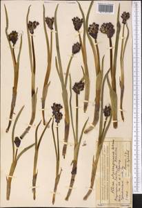 Allium atrosanguineum Schrenk, Middle Asia, Dzungarian Alatau & Tarbagatai (M5) (Kazakhstan)