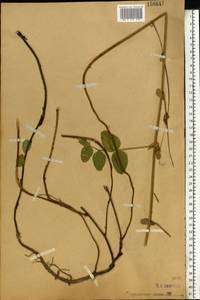 Vicia pisiformis L., Eastern Europe, Moscow region (E4a) (Russia)