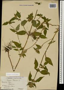 Galeopsis bifida Boenn., Caucasus, Armenia (K5) (Armenia)